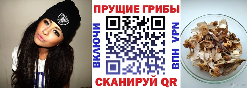 где продают наркотики  Ликино-Дулёво  kraken ТОР  Псилоцибиновые грибы Psilocybe 